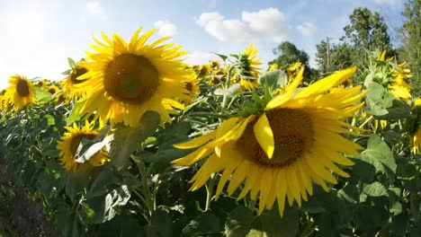 Sunflower-Field-03