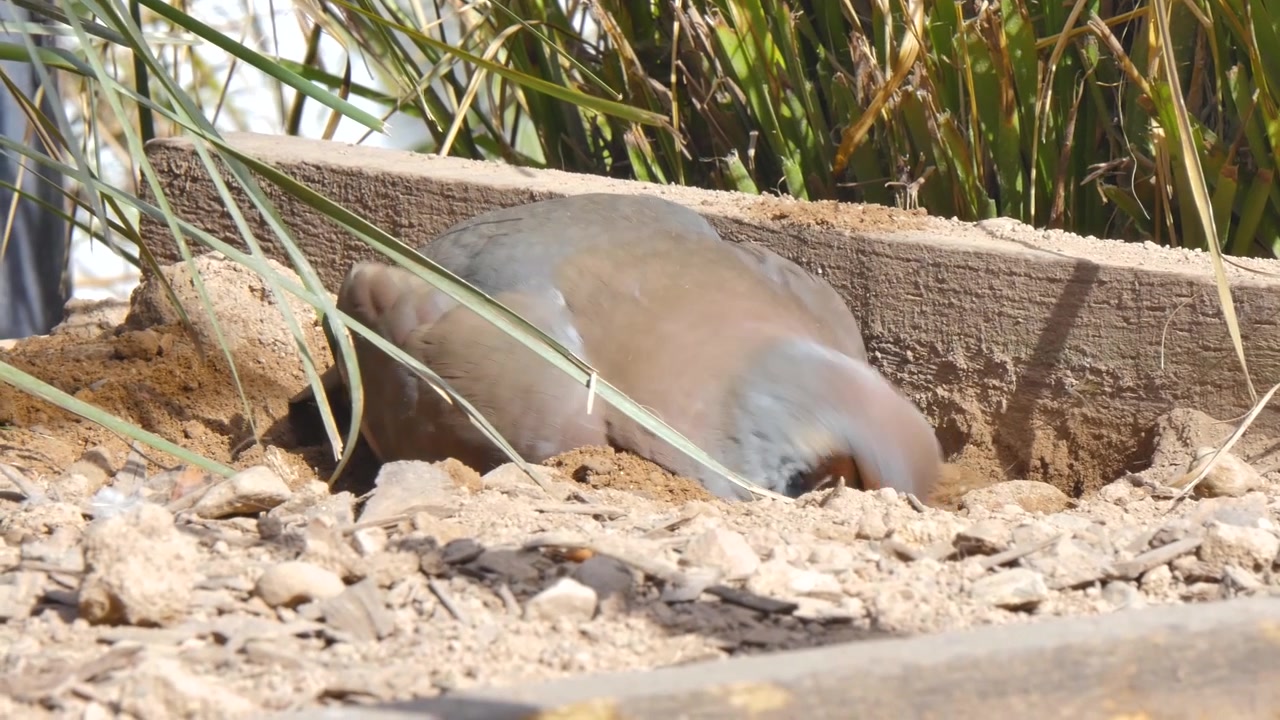Bird bathing in the dirt