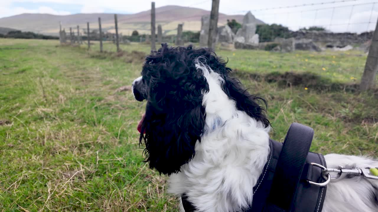 Happy English Springer Spaniel walking through a green rural field on a sunny day