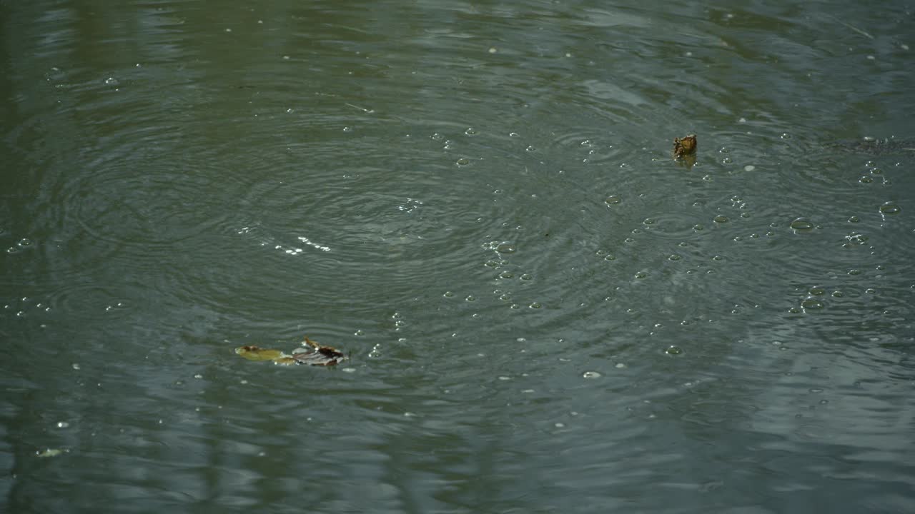 Floating leaves on rippling water surface with gentle motion in Lonjsko Polje Krapje