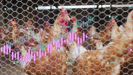 data analysis animation overlaying chickens in coop