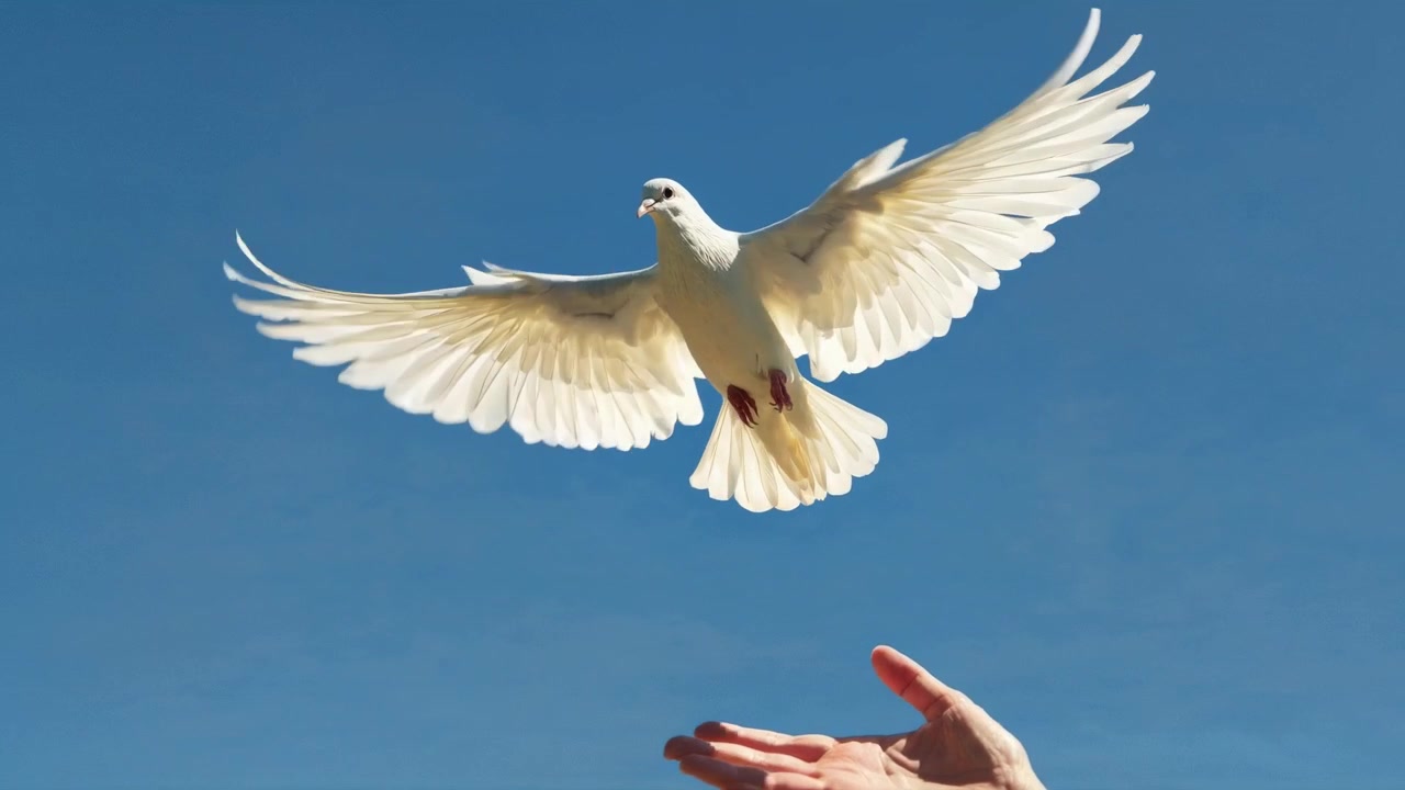 青空を背景に人の手の上を舞い上がる白い鳩