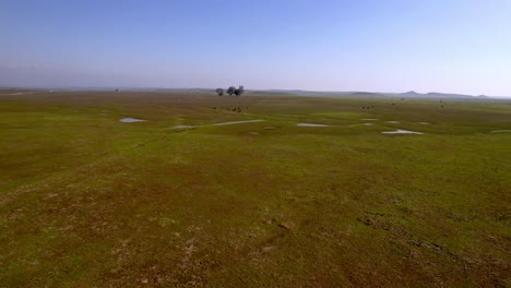 water saturated farm fields near merced california, pasturelands aerial