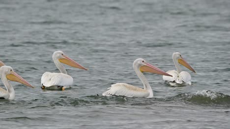 Birdwatcher's-Delight:-American-White-Pelicans-in-Cooney-Bay,-Kamloops