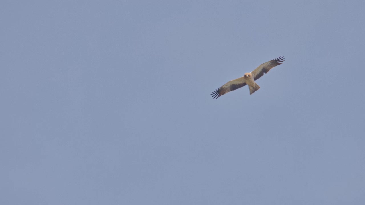 L'aquila minore si vede volteggiare in pieno giorno, creando una suggestiva scena di fauna selvatica