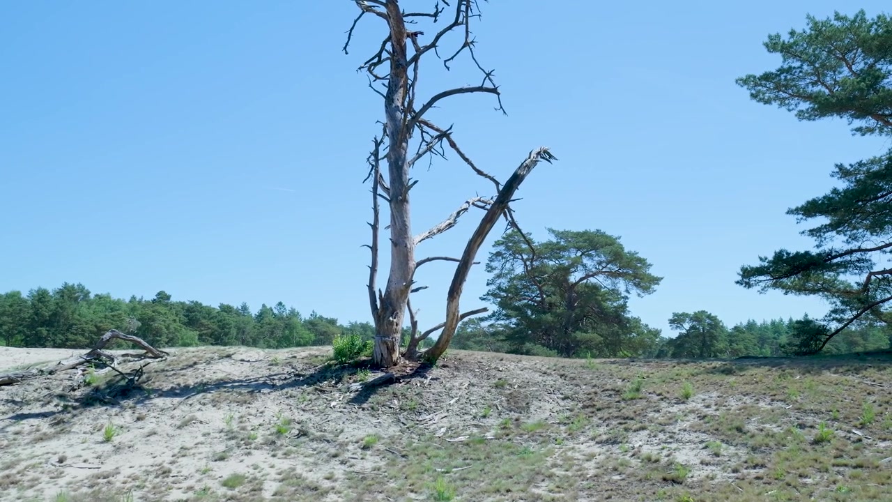 Dode boom op zandheuvel in zonnig bos