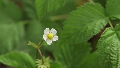 Flor-única-Aislada-En-Un-Pequeño-Arbusto-De-Fresas-Silvestres-Tomadas-En-Un-Bosque-En-Suecia-Con-Poca-Profundidad-De-Campo