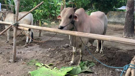 las vacas están listas para ser sacrificadas y sacrificadas durante las vacaciones de eid al-adha