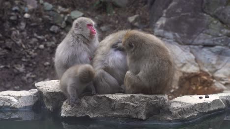 A-group-of-beautiful-Macaque-snow-monkeys-by-a-rocky-ledge-by-the-water-of-the-hot-springs-in-Nagano,-Japan---Mid-shot