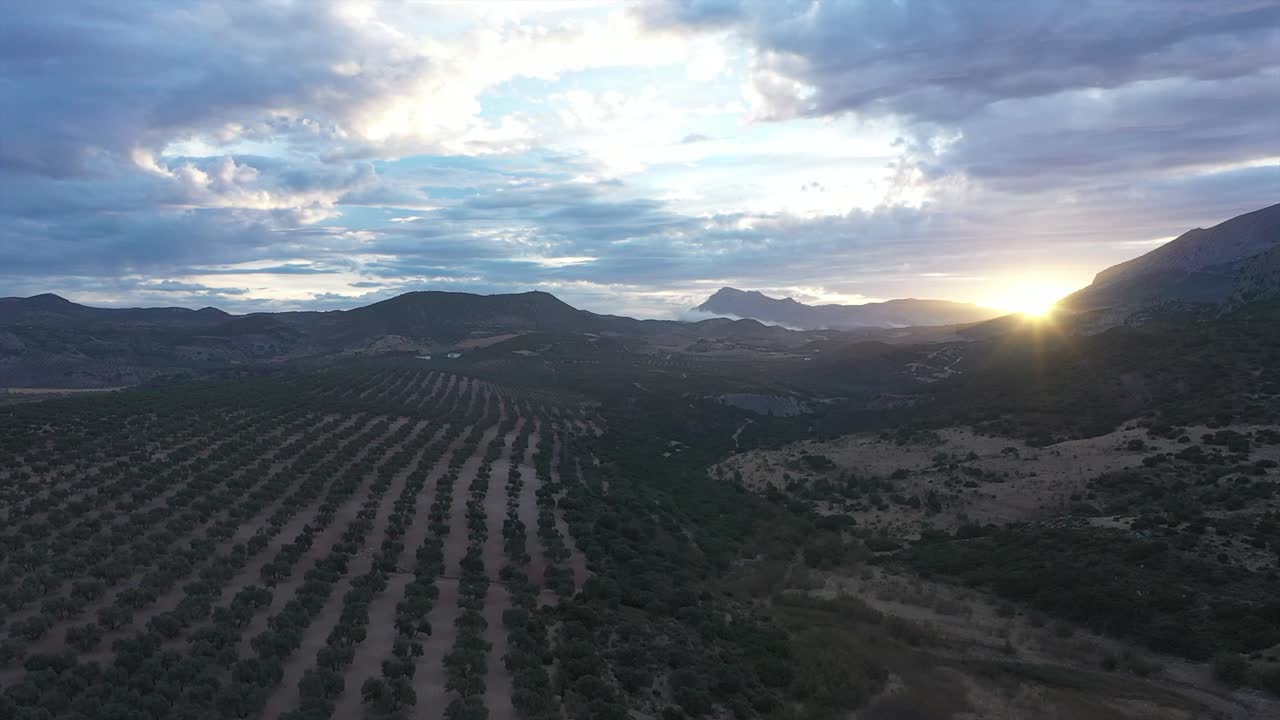 Vast olive groves towards mountains and setting sun. Beautiful agricultural landscape for food production in southern Europe, Andalusia, Spain, aerial