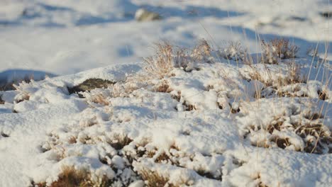 雪覆蓋的風景的近距離拍攝