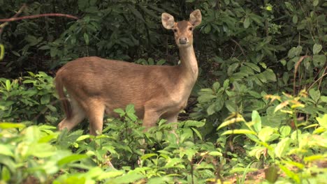 Javan-rusa,-ciervo-de-Timor,-Rusa-timorensis-adult-female-eats-grass,-raises-her-head,-looks-at-the-camera-and-run-disappearing-through-the-jungle