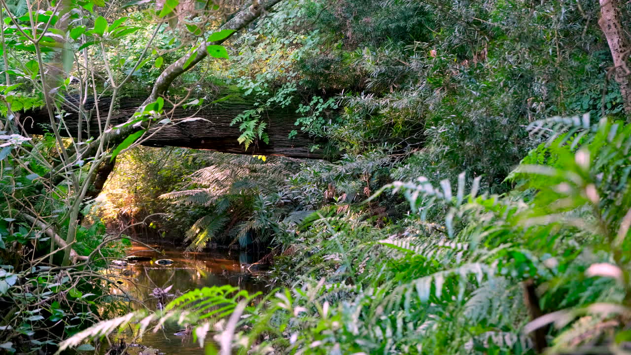 Forêt tempérée immaculée avec une végétation luxuriante autour du cours d’eau
