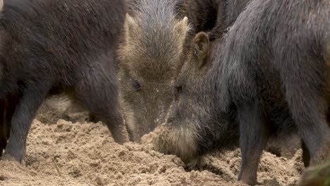 close-up of a large peccary digging for food with his large powerful snout