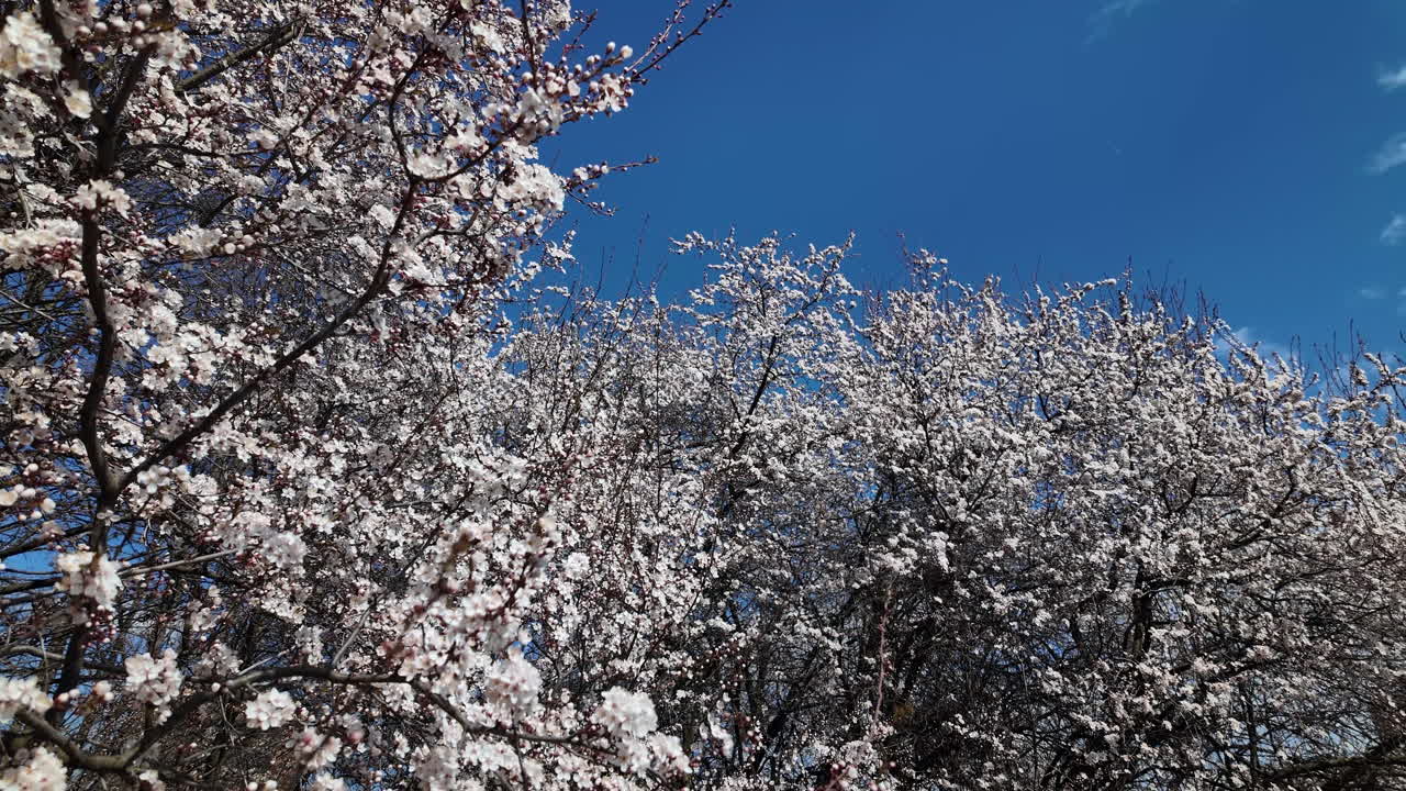 Ciliegi in fiore sotto un cielo azzurro limpido.