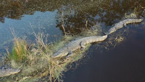 large alligator resting near lake