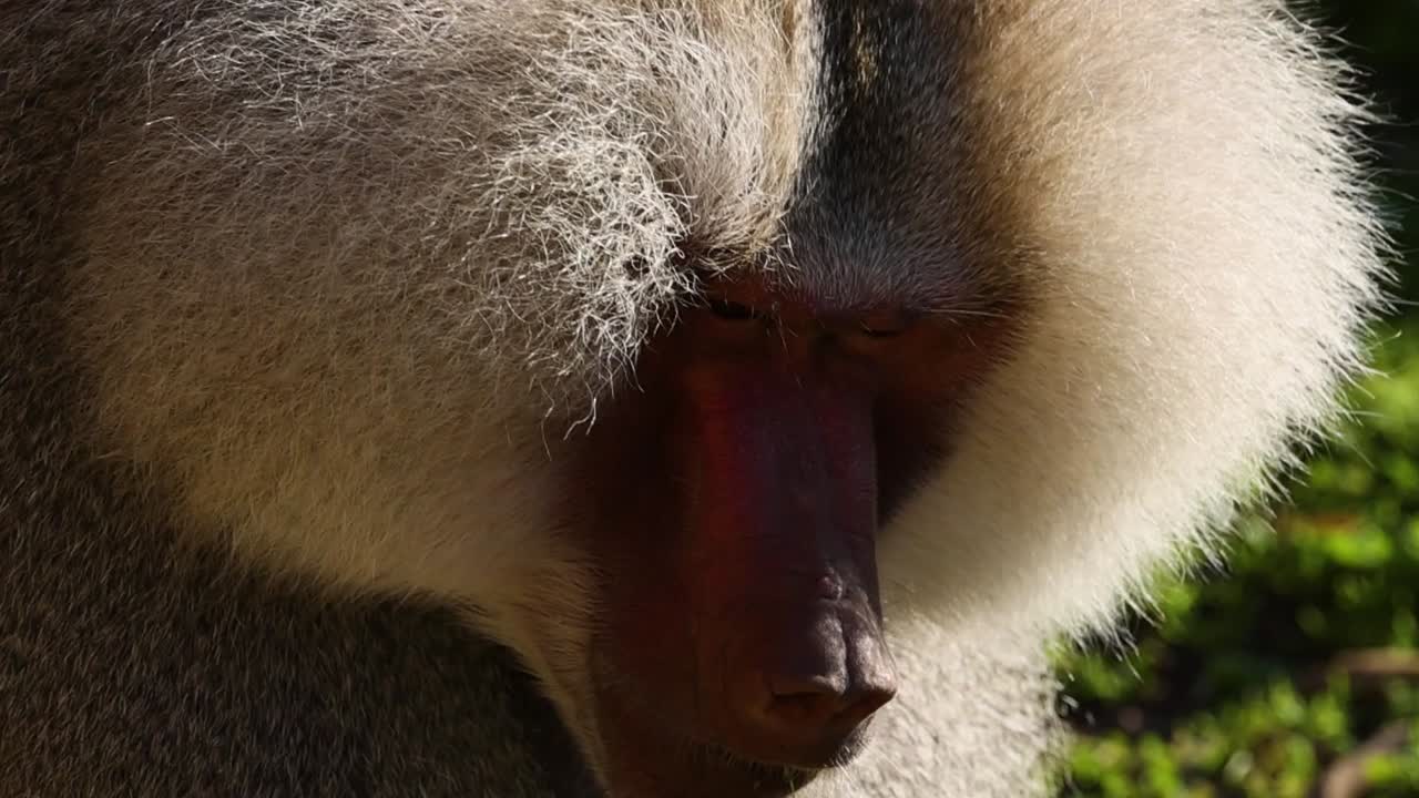 A detailed extreme close-up shot of a baboon's face and fur while foraging for food