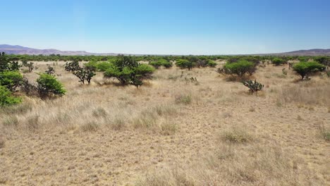 Low-flying-aerial-of-a-Mexican-desert-showcasing-cacti-and-other-shrubs