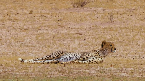 guepardo tumbado en el césped y mira a su alrededor en un día soleado en sudáfrica