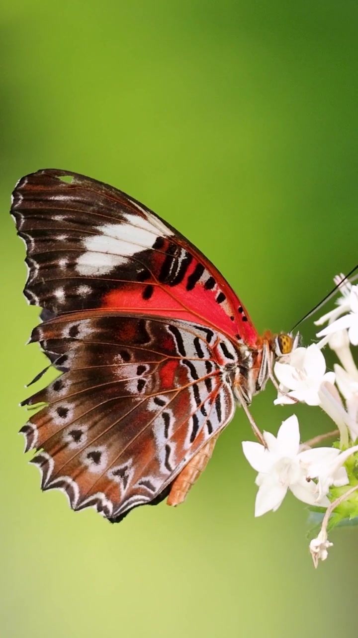Una farfalla colorata si nutre di fiori bianchi su uno sfondo verde tenue, in orientamento verticale.