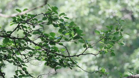 Die-Grünen-Blätter-Und-Braunen-Zweige-Eines-Baumes-Wehen-Sanft-Im-Wind