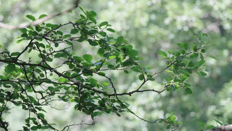las hojas verdes y las ramas marrones de un árbol soplando suavemente en la brisa