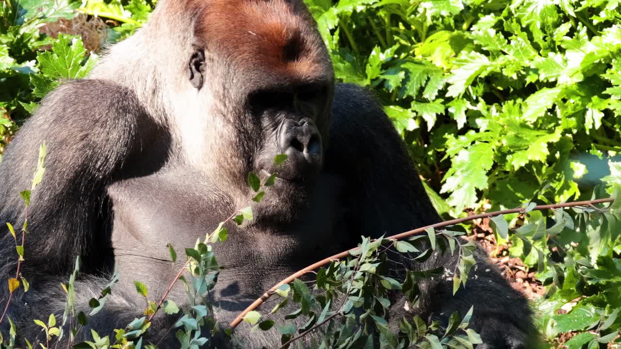 A gorilla peacefully eating leaves amidst vibrant green foliage, showcasing natural behavior in a lush setting.