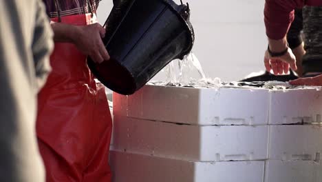 close up of fishermen washing caught fresh fish with water from a bucket in slow motion