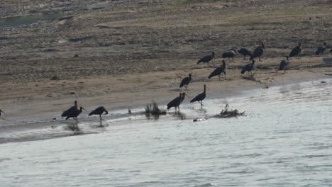 Muchos-Ibis-De-Nuca-Roja-Se-Reunieron-A-Lo-Largo-De-La-Orilla-Del-Río