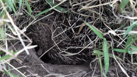 Wilder-Australischer-Echidna-Gräbt-Einen-Bau-Im-Outback-Land