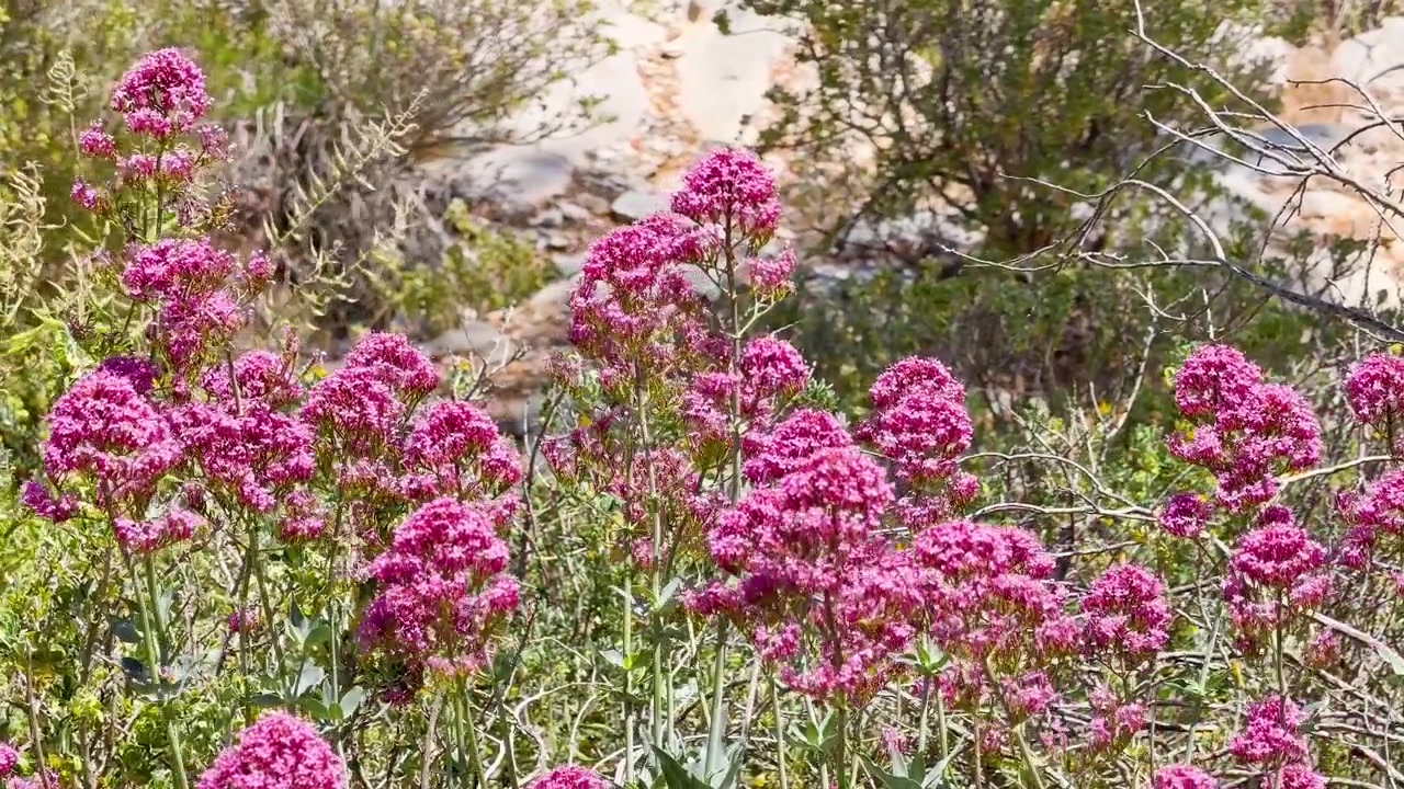 Vibrant pink valerian flowers sway gently in bright sunlight against a rocky Mediterranean background