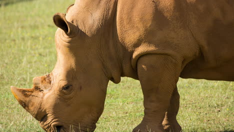 Nashorn-Im-Freien