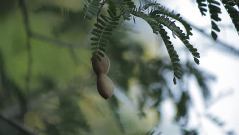 un primer plano de la vaina de frutos de los tamarindos en un árbol