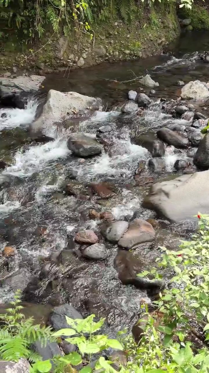 Arroyo de montaña cristalino fluyendo sobre rocas en un bosque exuberante