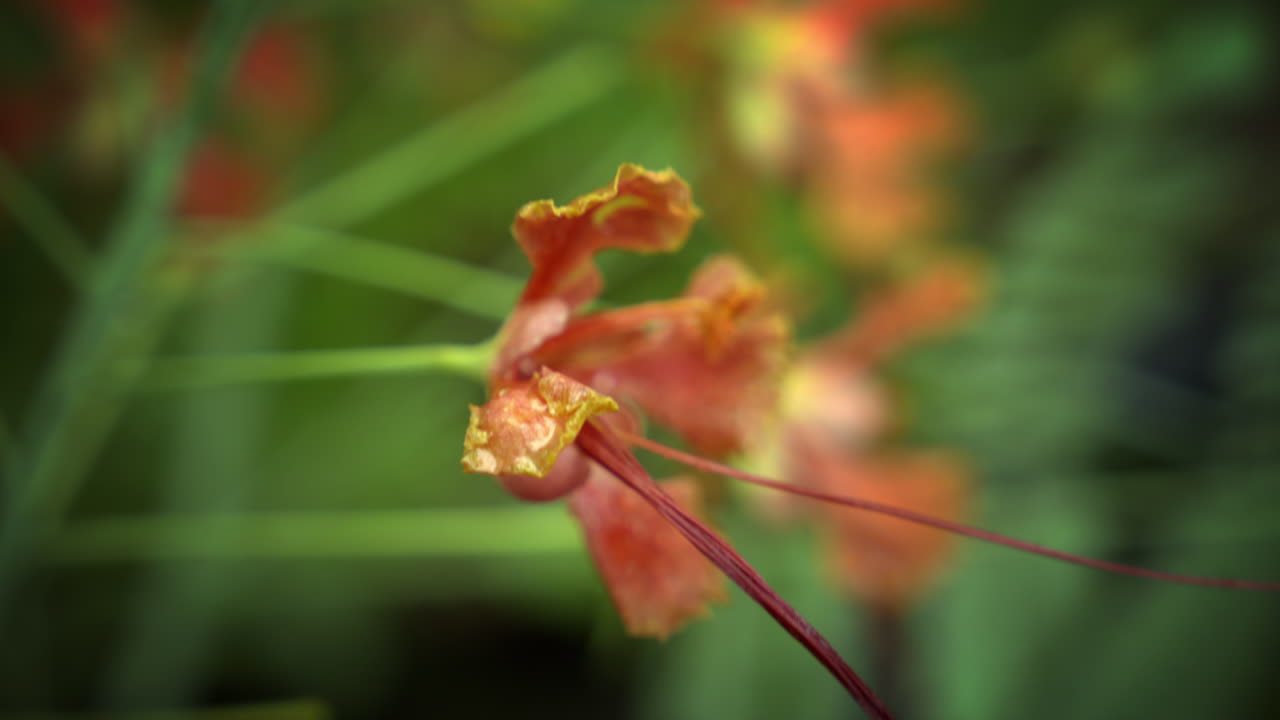 cerca de la flor de poinciana real, una flor roja con borde amarillo, flor de caesalpinia pulcherrima o rajamalli en el jardín natural
