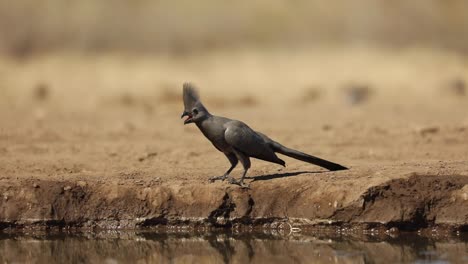 wide shot of a grey go-away bird walking at the edge of a waterhole, mashatu botswana