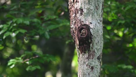 collared pygmy owl, taenioptynx brodiei, kaeng krachan national park, thailand