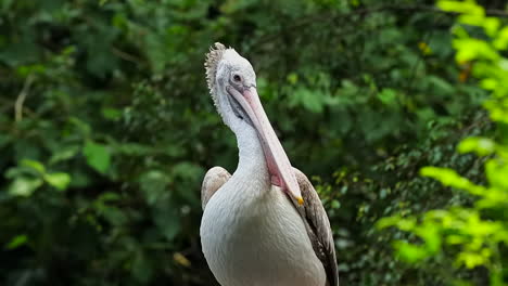 Single-pelican-resting-on-trees-portrait