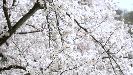 swaying branches of a sakura tree in the spring breeze - tilt up medium shot