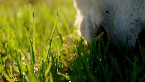 horse grazing grass in ranch 4k