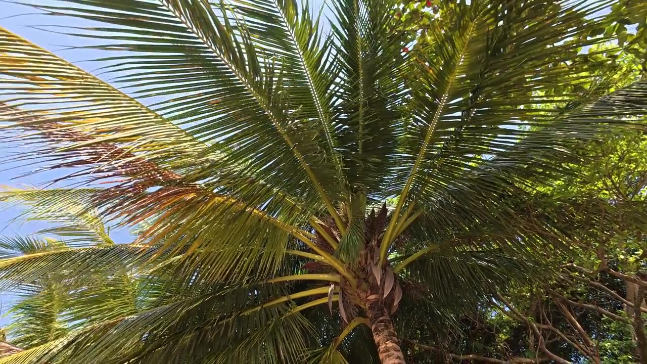 Rami di palma da cocco che ondeggiano dolcemente nel vento tropicale