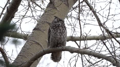 gran búho con cuernos en la cima de un árbol en un día de invierno