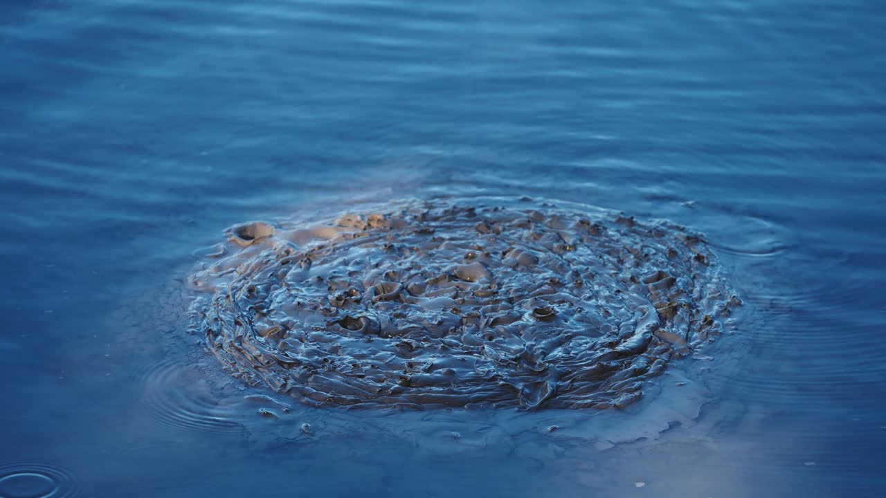 로토루아 의 지열 화산 수영장 에서 폭발 하는 진 ⁇  거품