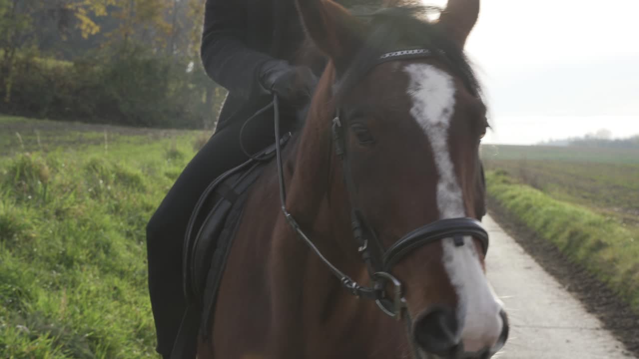 Man and Horse walking in swiss fields