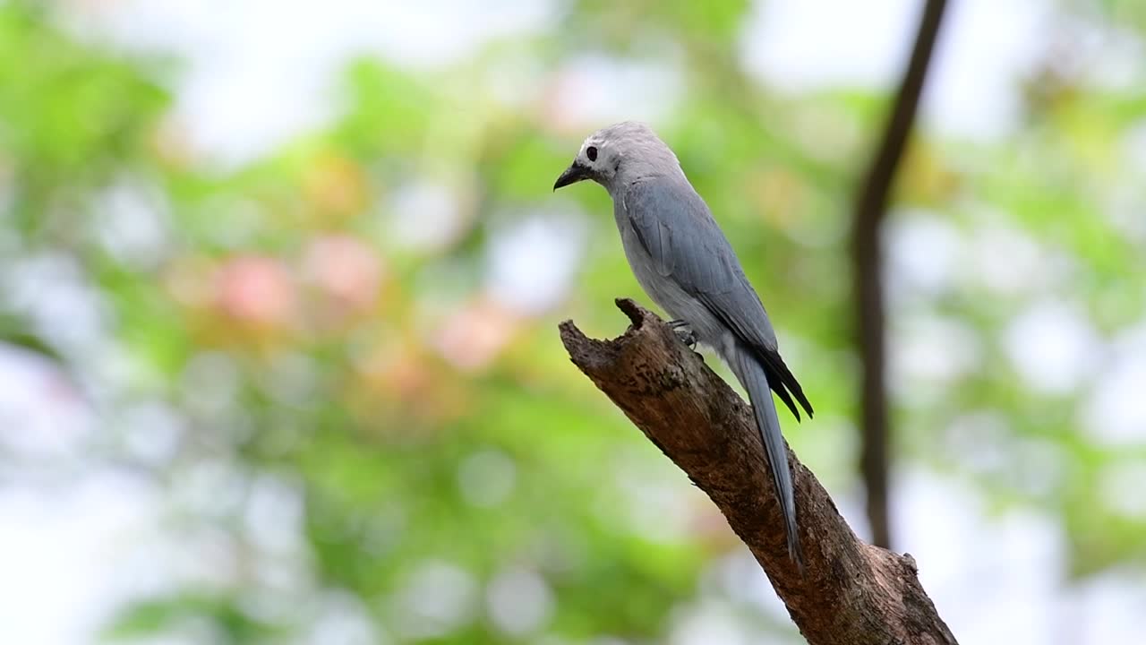 el drongo ceniciento es un migrante regular asustadizo a tailandia en el que le gusta posarse en lo alto de las ramas, que pueden estar lejos del alcance de humanos o animales, fácil de despegar y capturar insectos