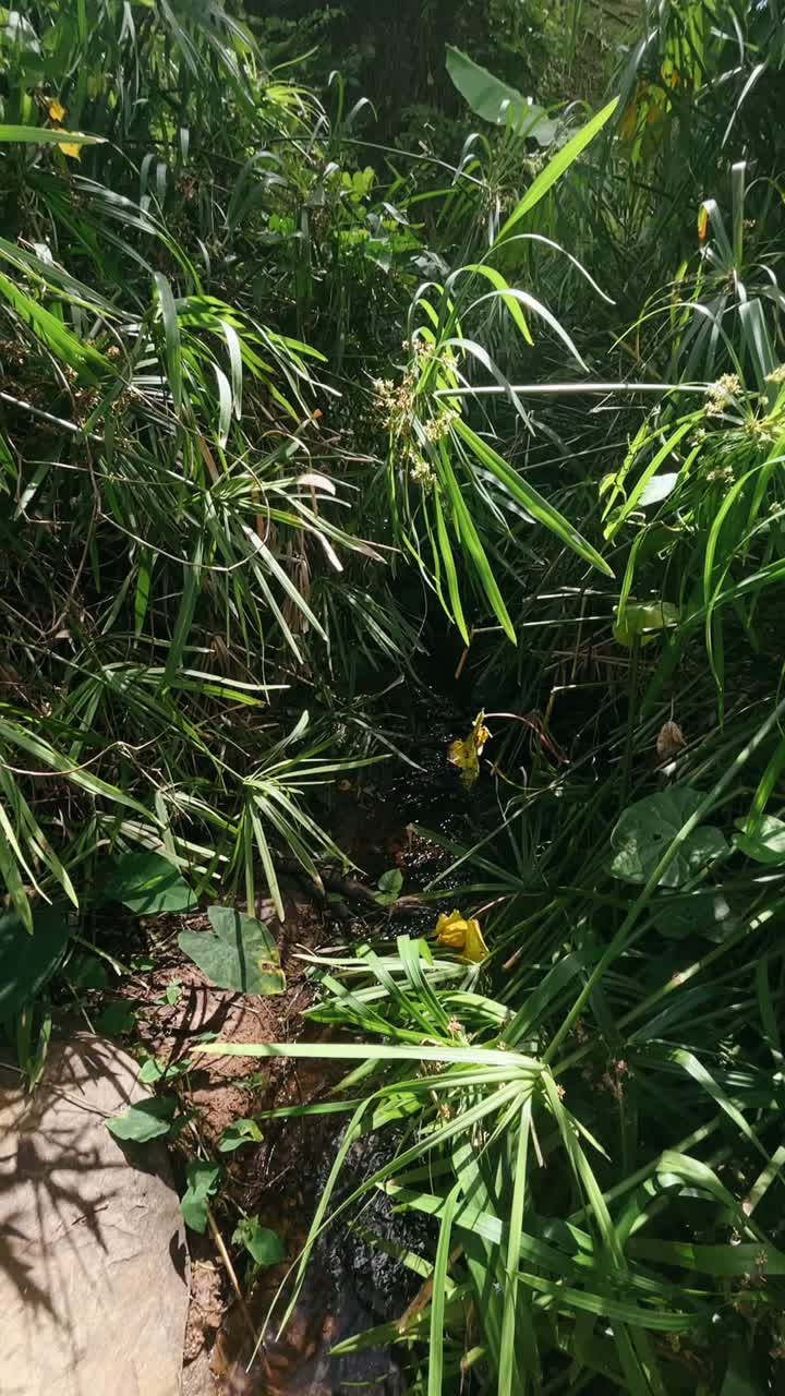 vegetación tropical densa y exuberante