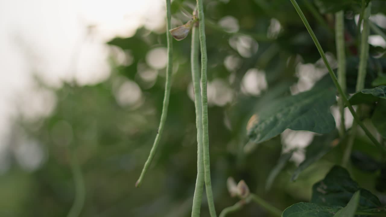 Footage of a bean plant bearing fresh pods in a village garden. Shows natural growth, vegetable cultivation, and rural gardening practices