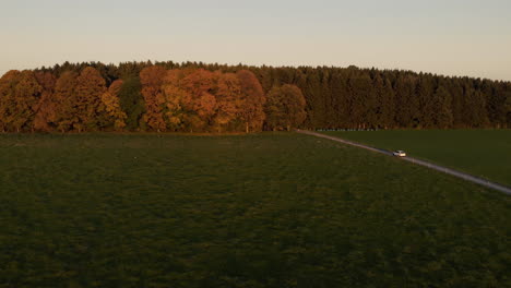 dolly towards a forest in yellow light during golden hour