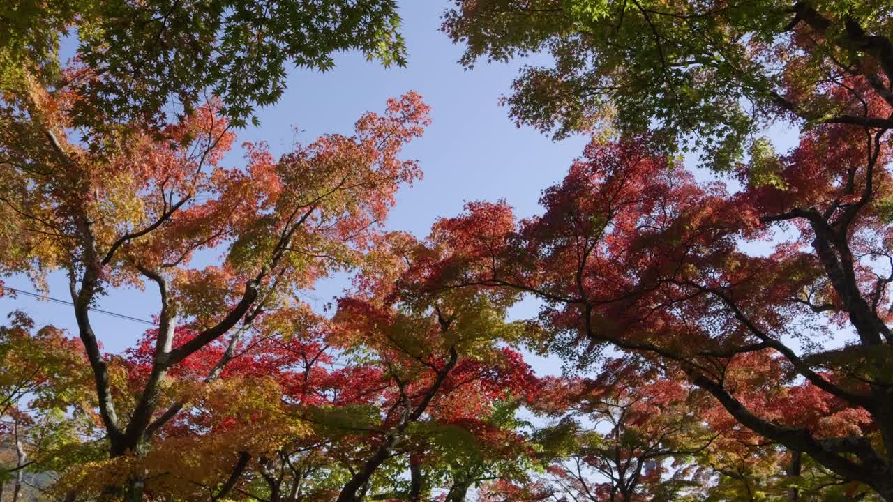 Vibrant fall color trees against blue sky, slow motion slider