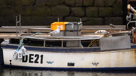 möwe sitzt auf einem fischerschiff im hafen